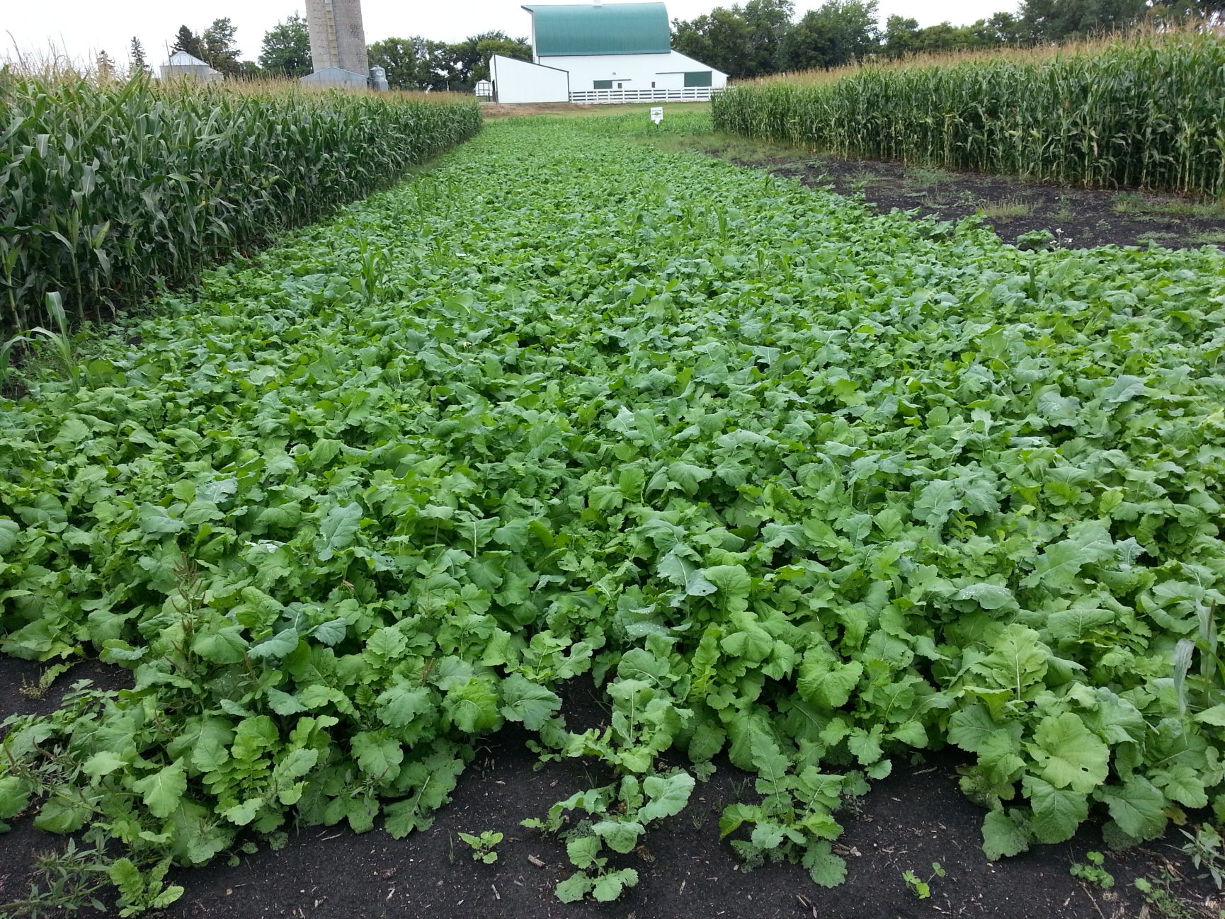 Forage Rapeseed Winfred Forage Rape | Millborn Seeds