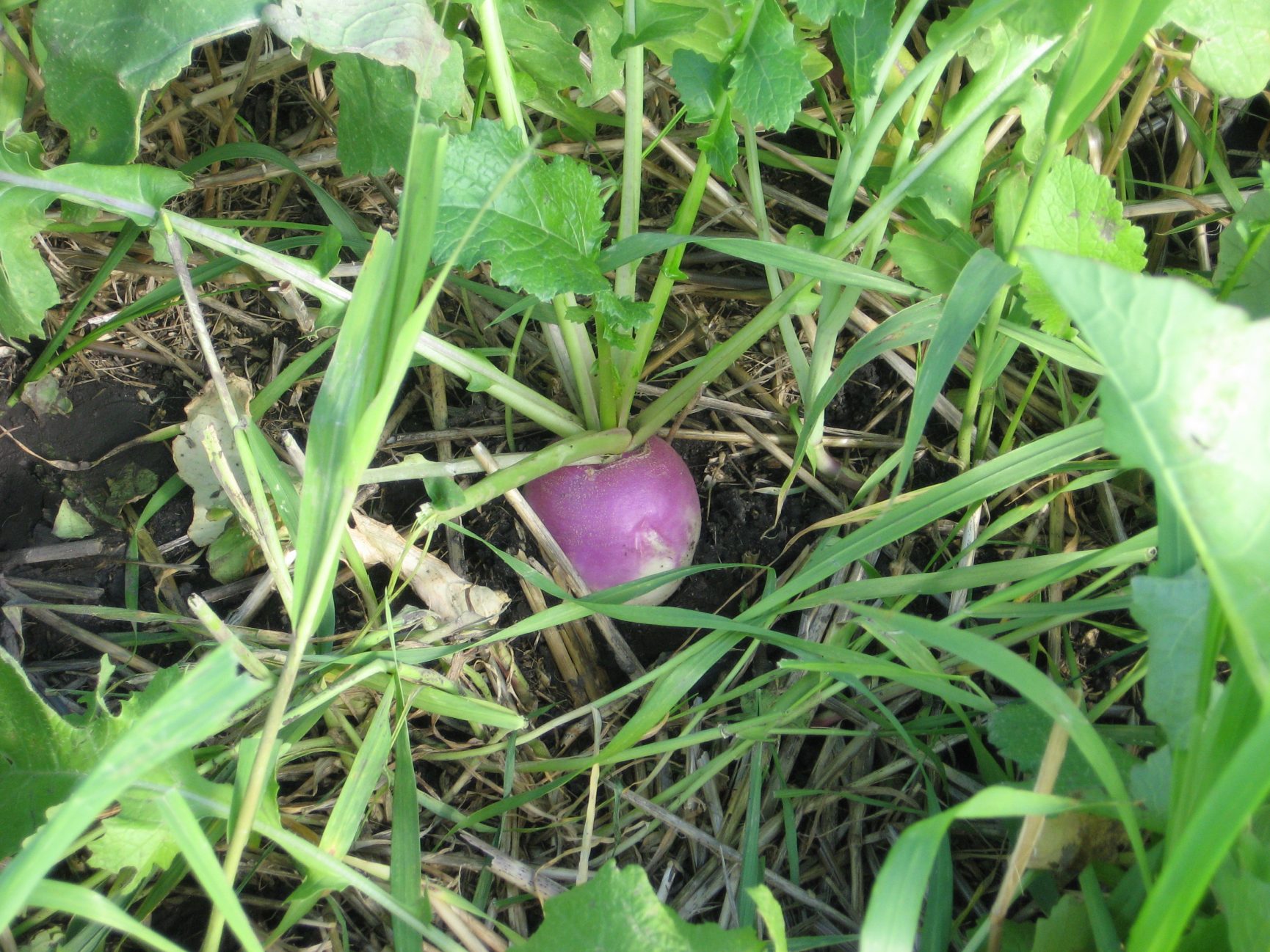Prairie Turnips Purple Top Turnip - Millborn Seeds Canada
