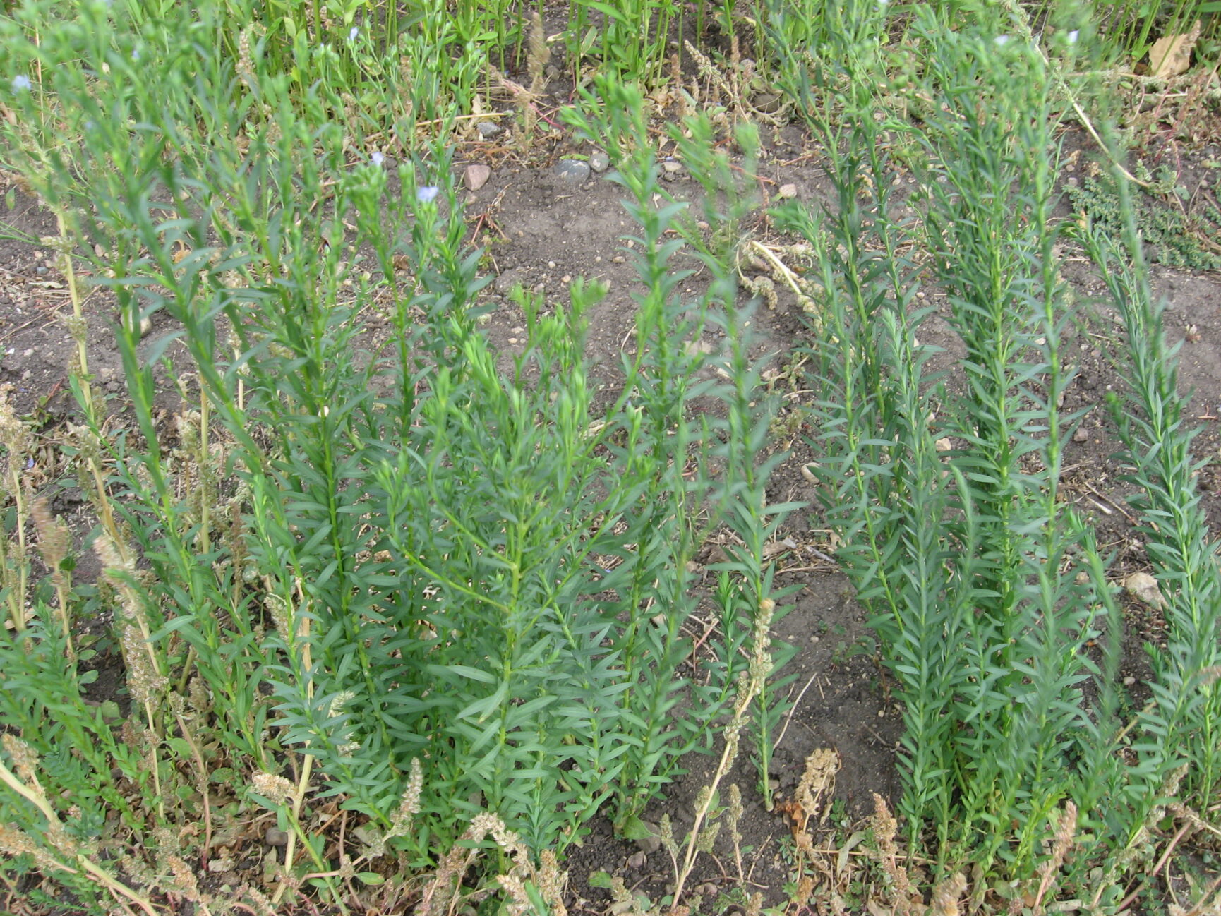 Flax - Millborn Seeds Canada