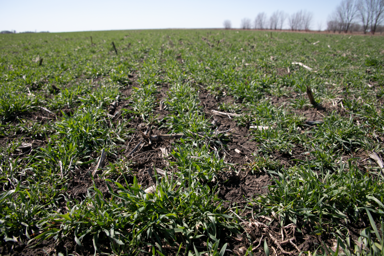 Fall Rye In Spring Common Fall Rye - Millborn Seeds Canada