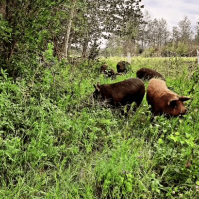 Planting with Purpose: How diverse forage mixes power regenerative grazing at Rocking T Farms