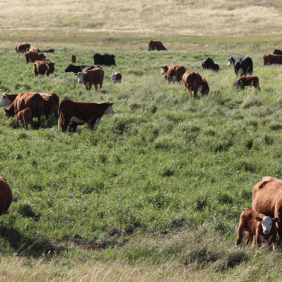Gem, Alberta farmers credit their herd health and flavourful grass fed beef to diverse forage mixes