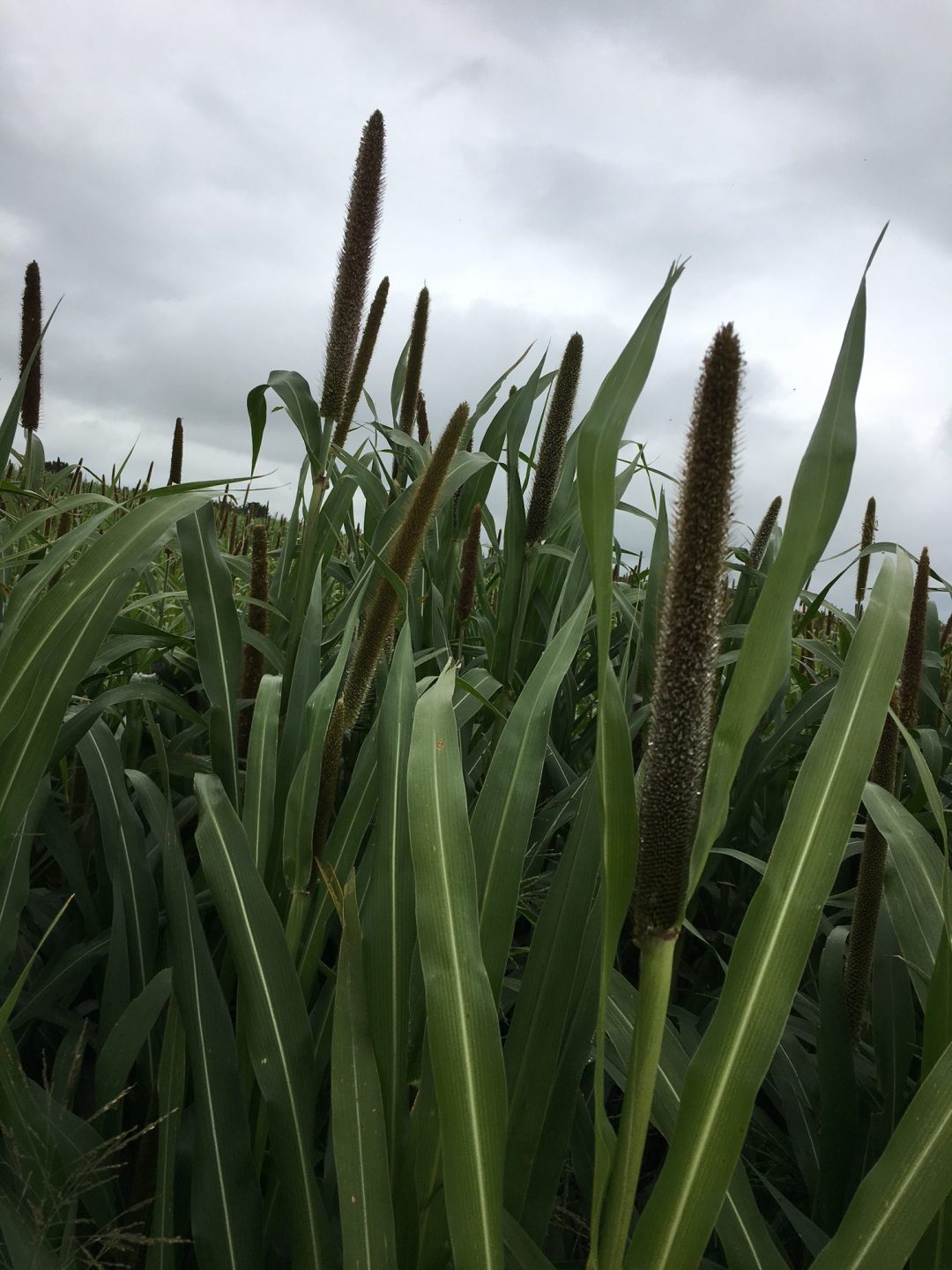 Pearl Millet - Forage Seed for Sale - Millborn Seeds