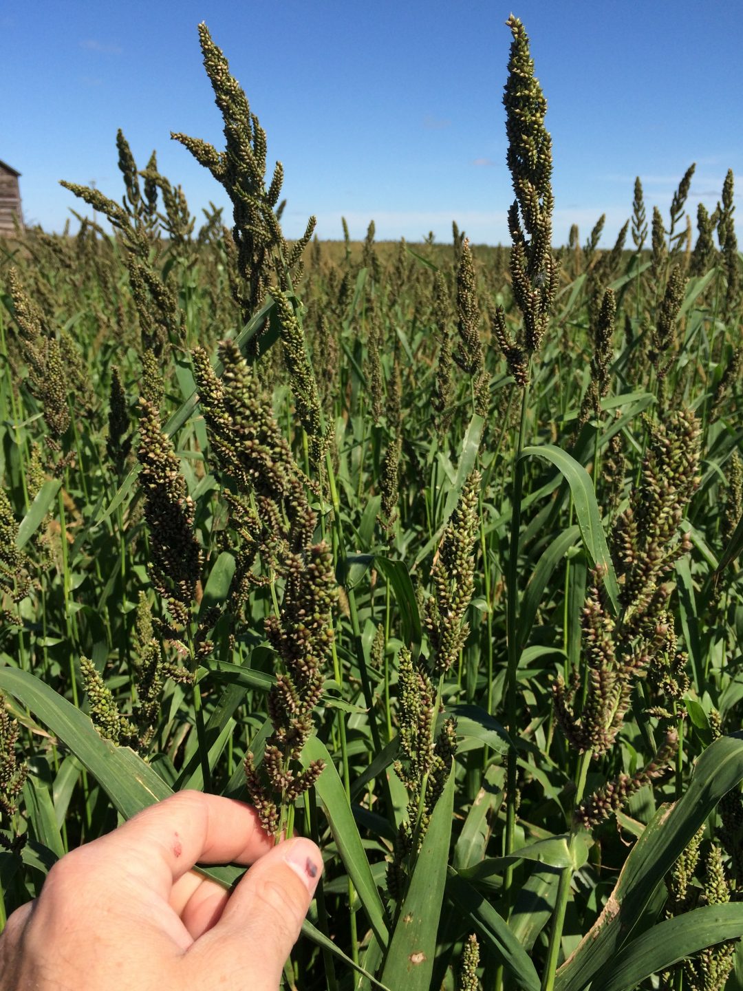 Japanese Millet (3) Millborn Seeds