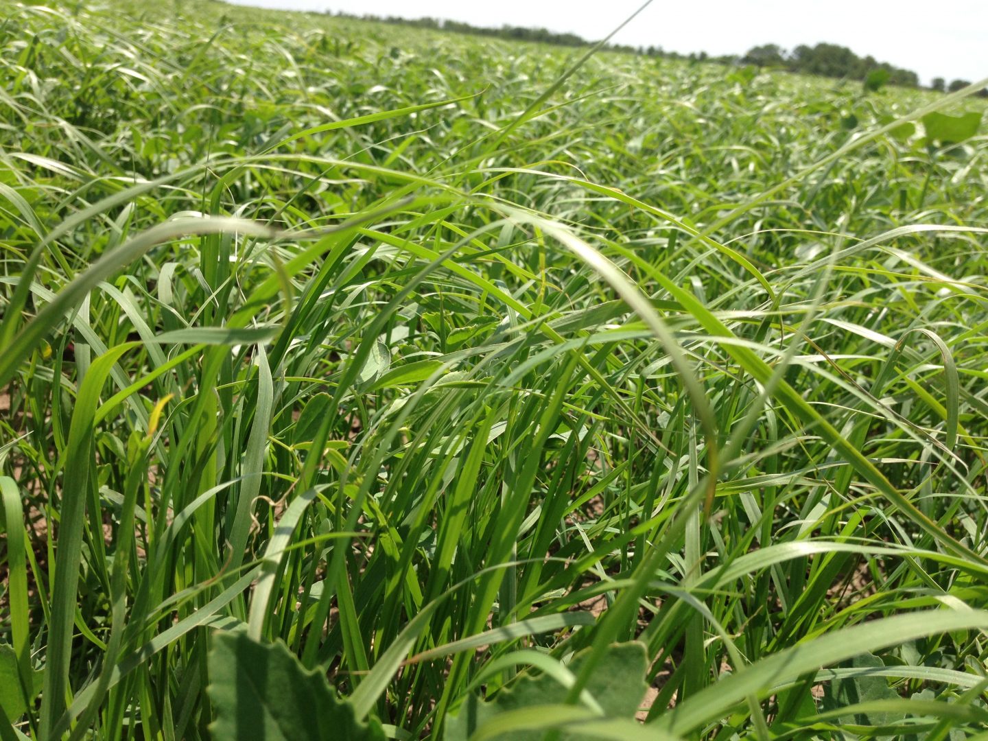 Teff Grass Seed Millborn Seeds
