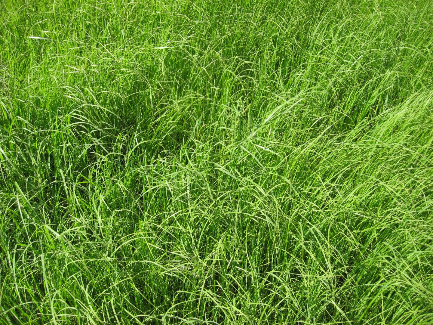 Teff Grass Seed - Millborn Seeds
