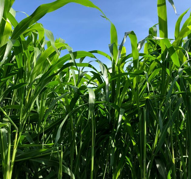 Sorghum Sudangrass Seed - MS 9000