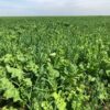 Summer Cover Crops - Nutrient Builder