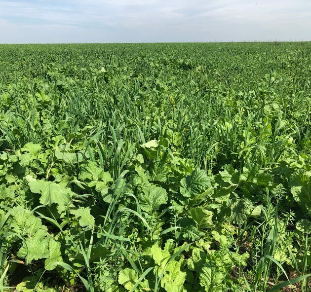 Summer Cover Crops - Nutrient Builder