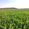 Alfalfa Grass Mix Seed for Sale