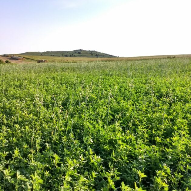 Alfalfa Grass Mix Seed for Sale