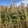 Forage Sorghum Seed for Sale - Bunker Buster