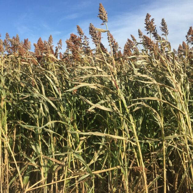 Forage Sorghum Seed for Sale - Bunker Buster