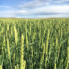 Barley Seed - Forage Barley