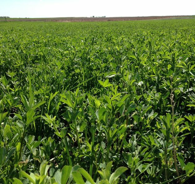 Alfalfa Hay Seeds for Sale