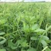 Alfalfa Grass Mix Seed - The Stockman