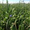 Fall Cover Crops - The Producer