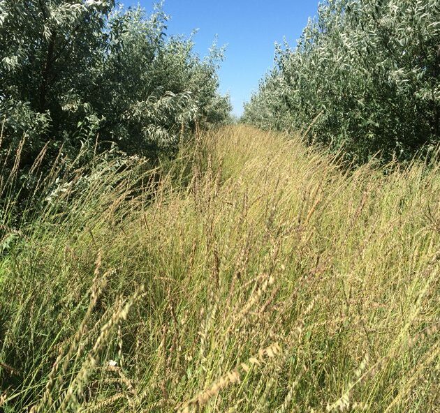 MSI Tree Belt Seed Mix