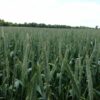 Winter Triticale Seed