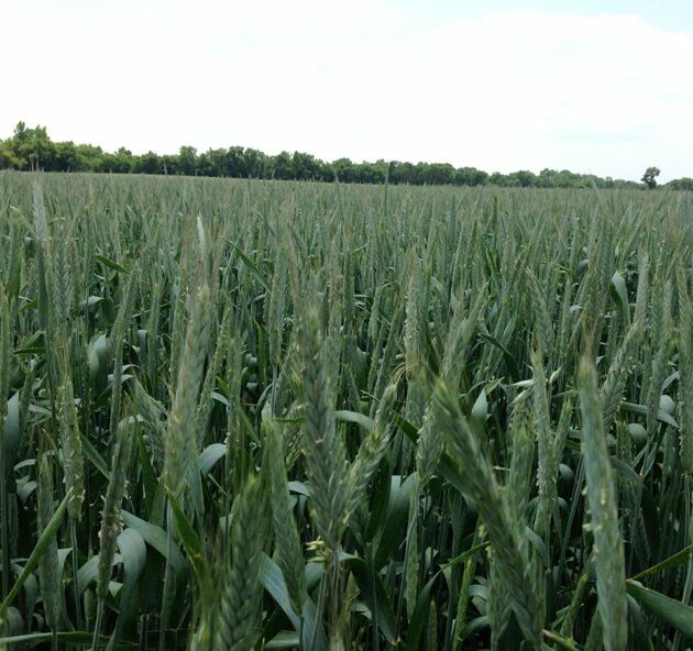 Winter Triticale Seed