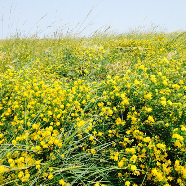 Alfalfa Seed for Sale