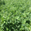 Roundup Ready Alfalfa Seed