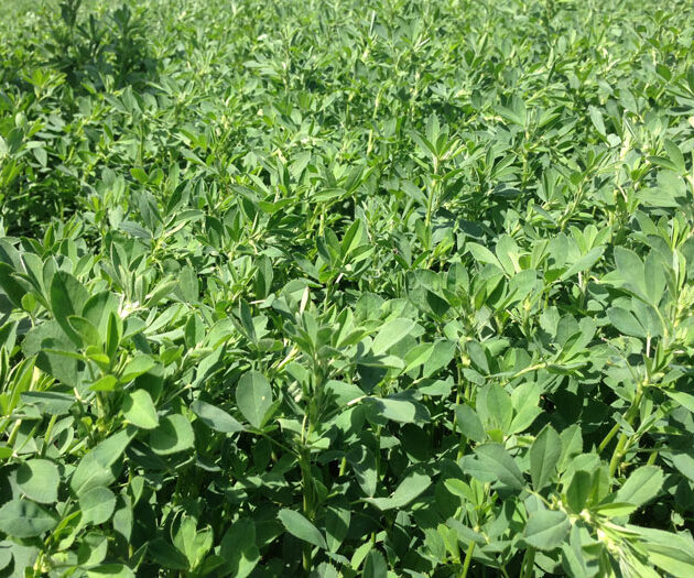 Roundup Ready Alfalfa Seed