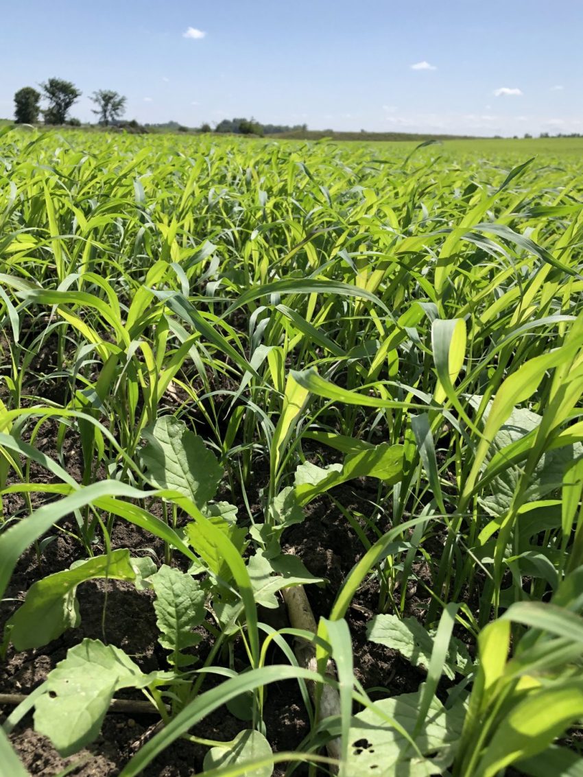 Crop Mix Designing a Custom Cover Crop Mix - Millborn Seeds