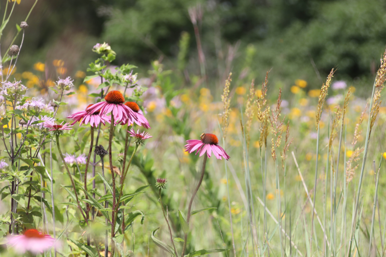 Wisconsin CP38E - WPHRA (CP25) Mesic - Millborn Seeds