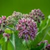 Common milkweed
