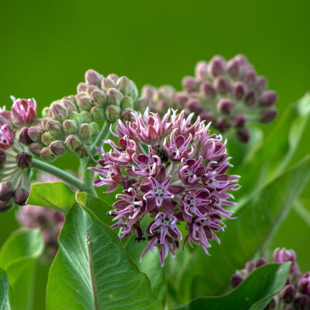 Common milkweed