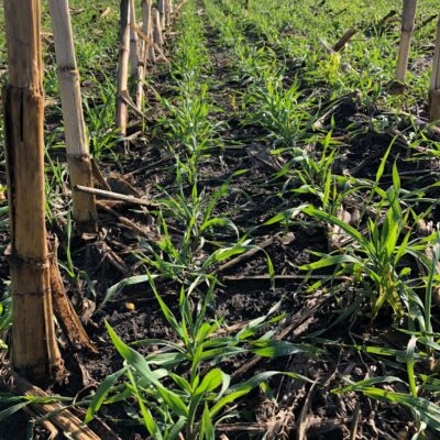 Cover Crops