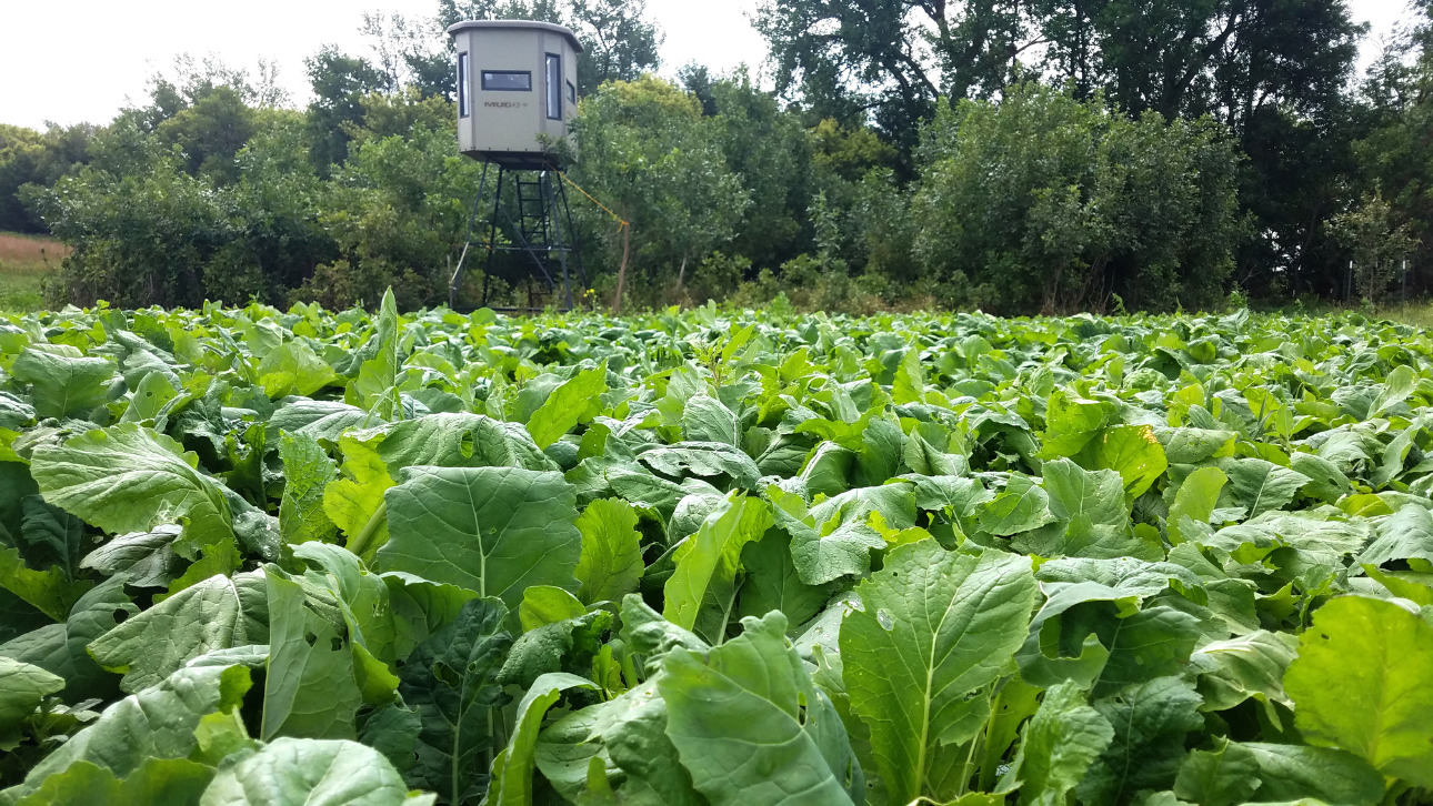 Seed Plot Seed for Food Plots