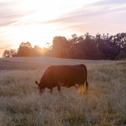 Planning Forage Budgets