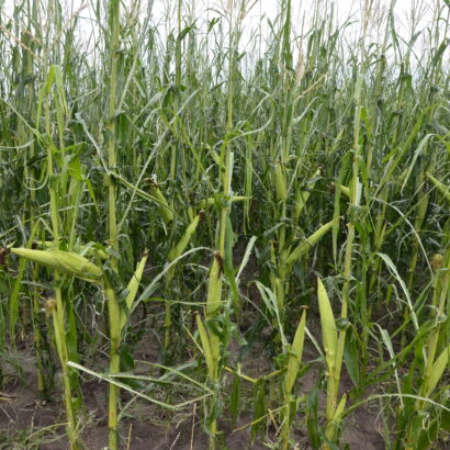 Derecho recovery: A plan for crops and soil