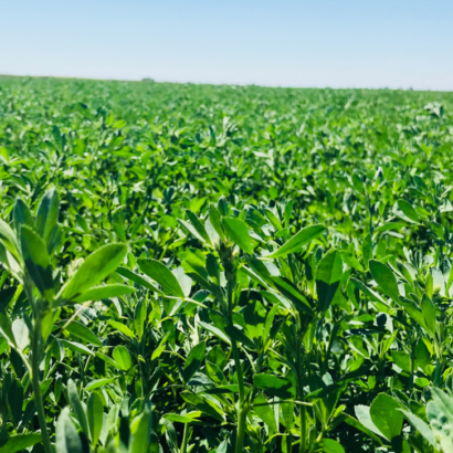 Millborn Seeds® announces 2025 elite alfalfa lineup backed by extensive trials