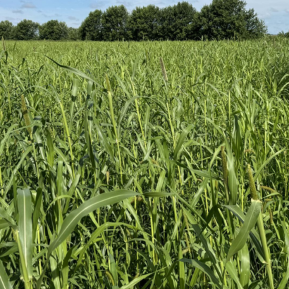Millborn Seeds launches OptiHarv forage mix at World Dairy Expo