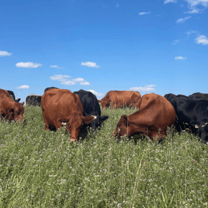 Flexible forage plans allow farmer to capitalize on profitable beef market