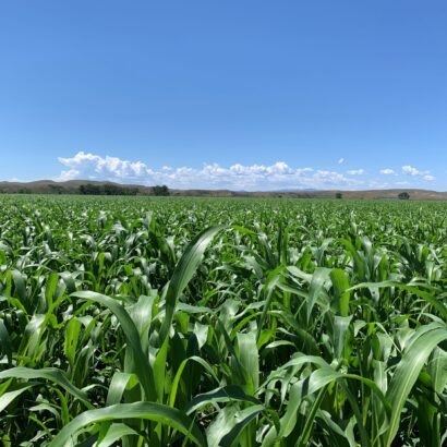 Emergency Feed Crops