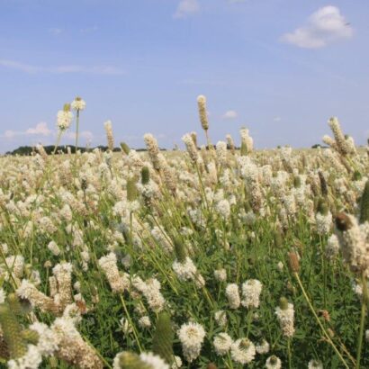 Millborn Seeds, Inc. acquires Kaste Seed, maintains family-owned legacy and superior seed quality