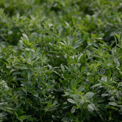 Green Up or Give Up? How to Evaluate Winter Injury and Protect This Year’s Forage Yield 