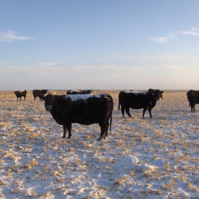 Understand your Pasture for Stockpile Grazing