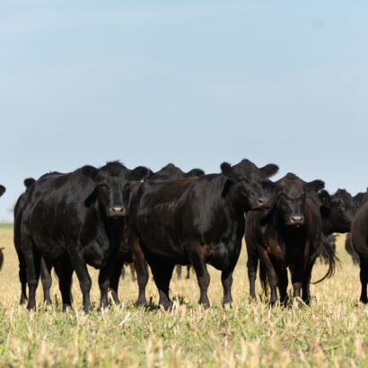 The Grazing Plan for Your Cropland 