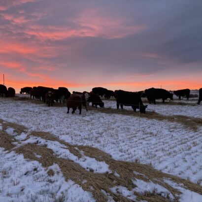 Analyze your In-Season Feeding Techniques 