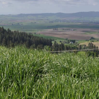 Millborn Seeds Acquires Clearwater Seed, Expands into Pacific Northwest